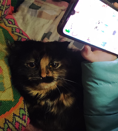 Кішка Пуся.